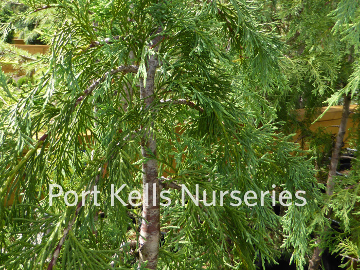 weeping nootka false cypress nursery in nebraska
