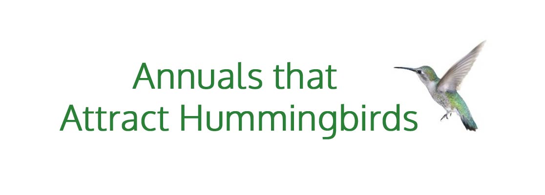 Annuals that Attract Hummingbirds - Port Kells Nurseries