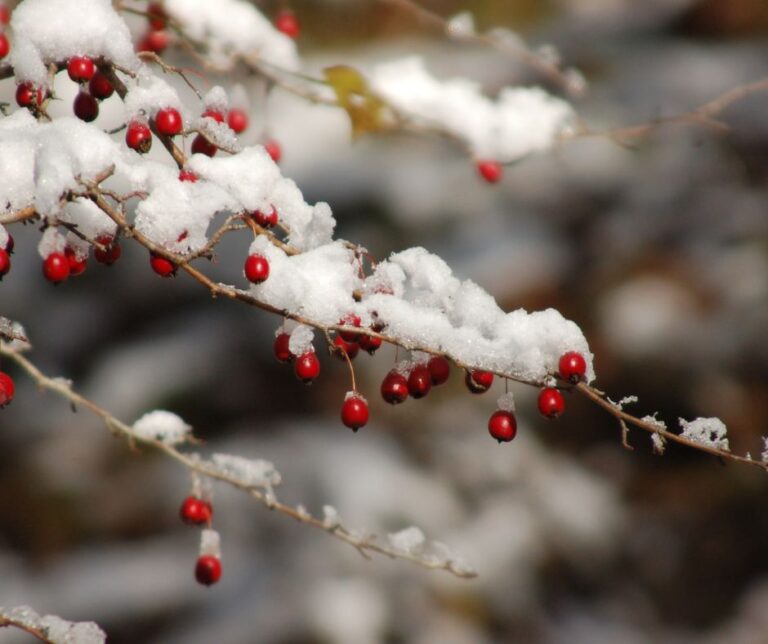 February Gardening Chores