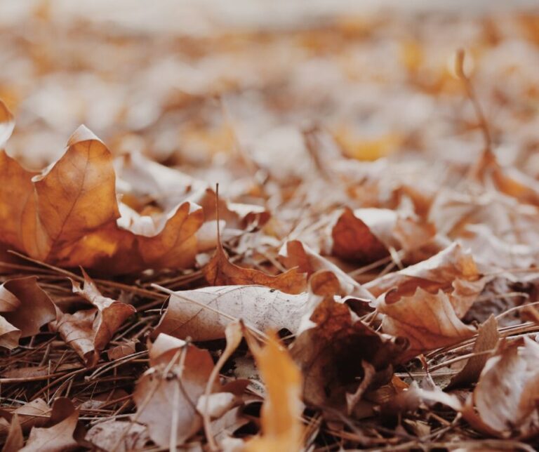 November Gardening Chores