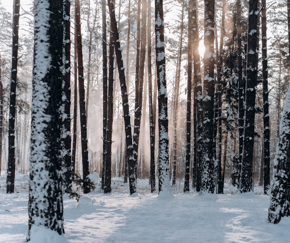 December Gardening Chores