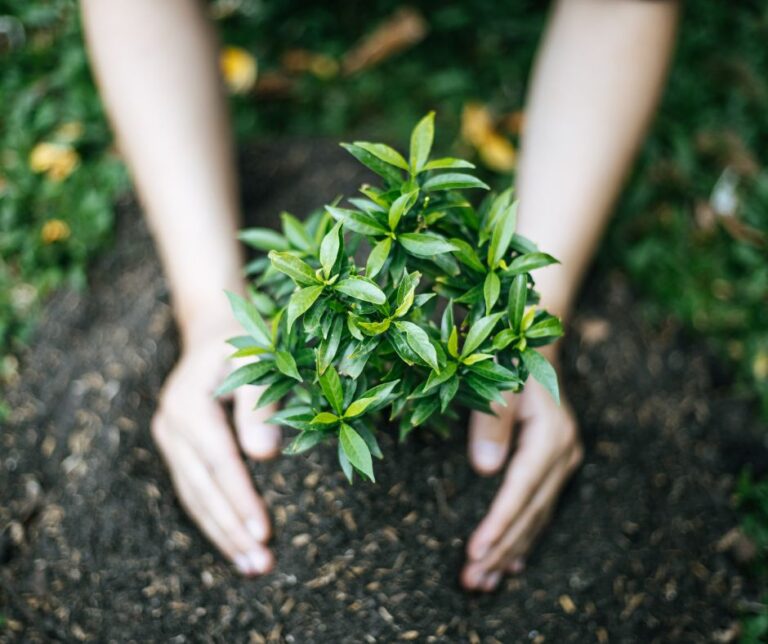 Plant and Tree Care