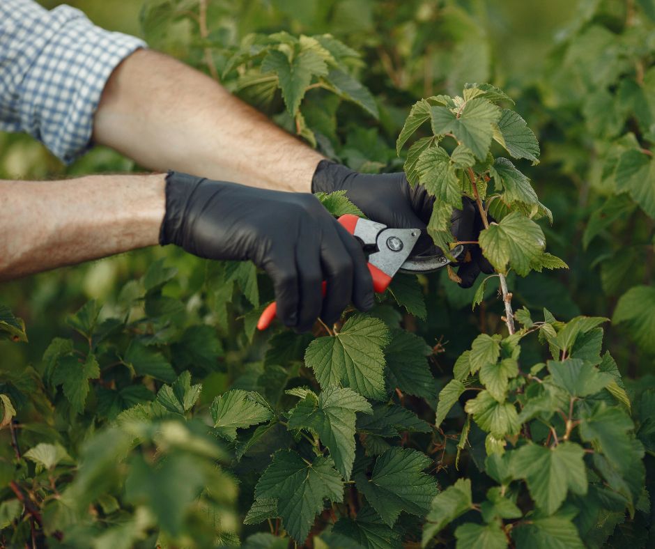 Pruning and gardening