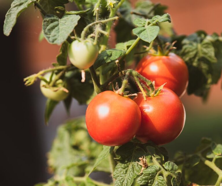 Vegetable Planting