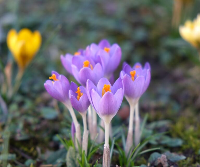 March Gardening Chores