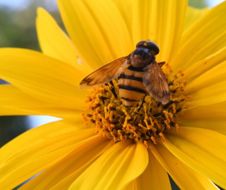 Mason Bee Information