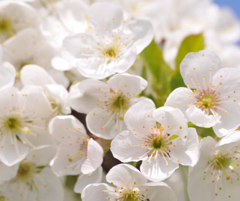 April Gardening Chores