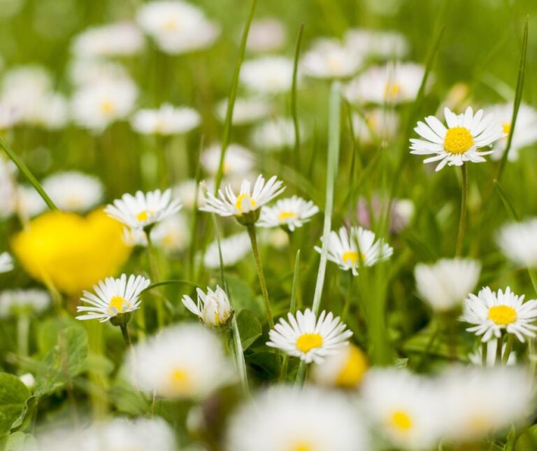 May Gardening Chores