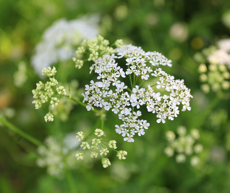 June Gardening Chores