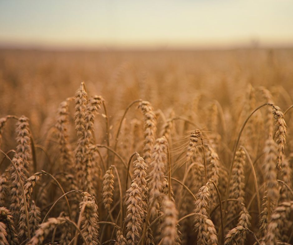 August Gardening Chores