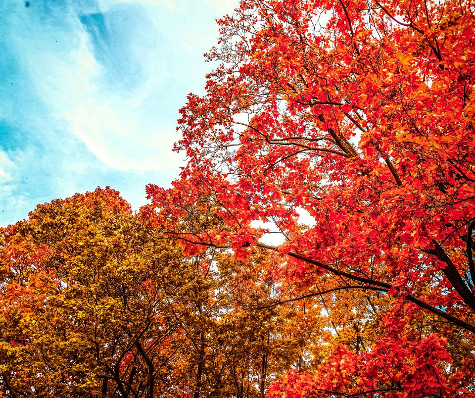 September Gardening Chores