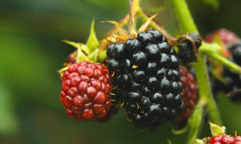 Blackberry Bush Care