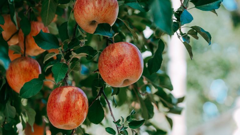 Apple Tree Care