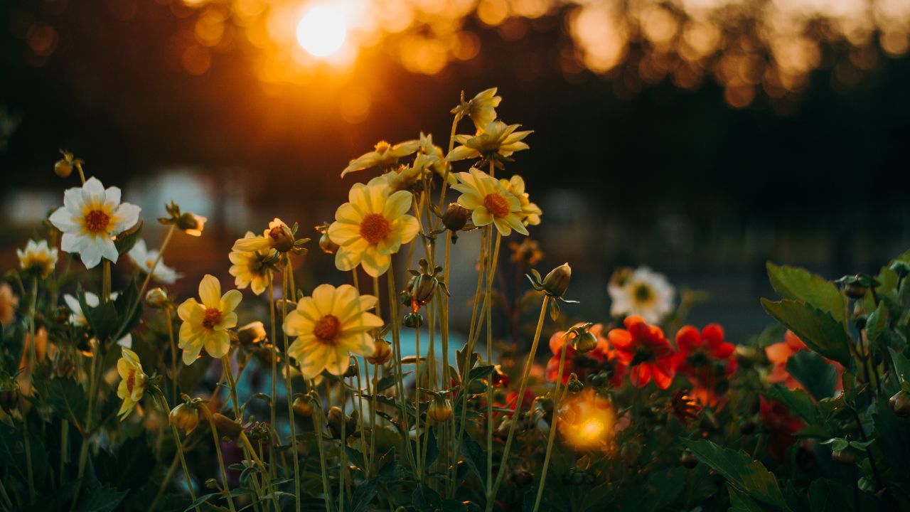 Flowers field