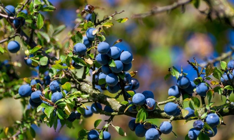 Blueberry Bush Care