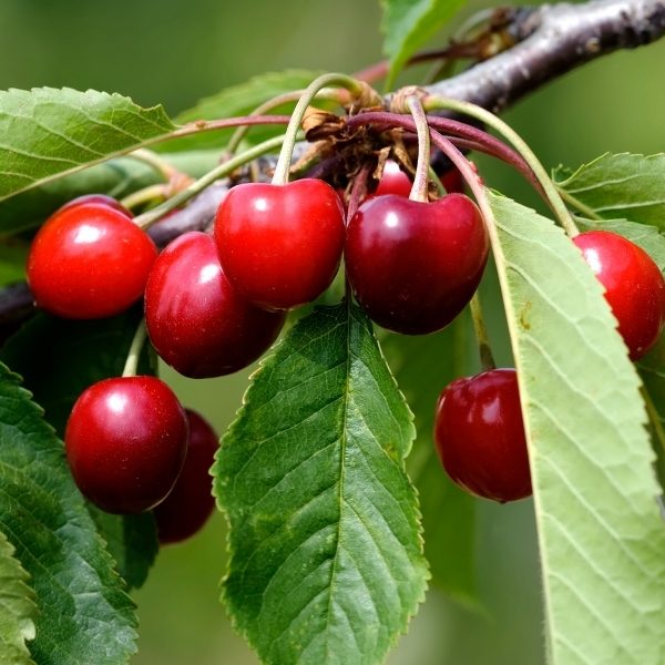 Cherry Tree Care