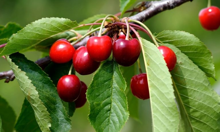 Cherry Tree Care