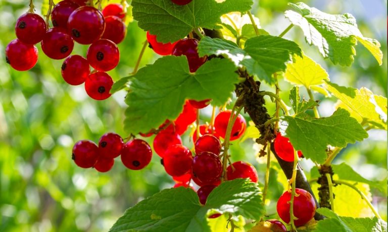Currant Bush Care