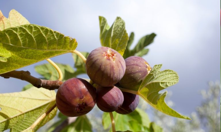 Fig Tree Care