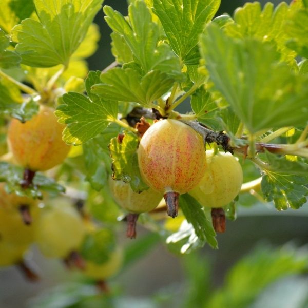 Gooseberry Care