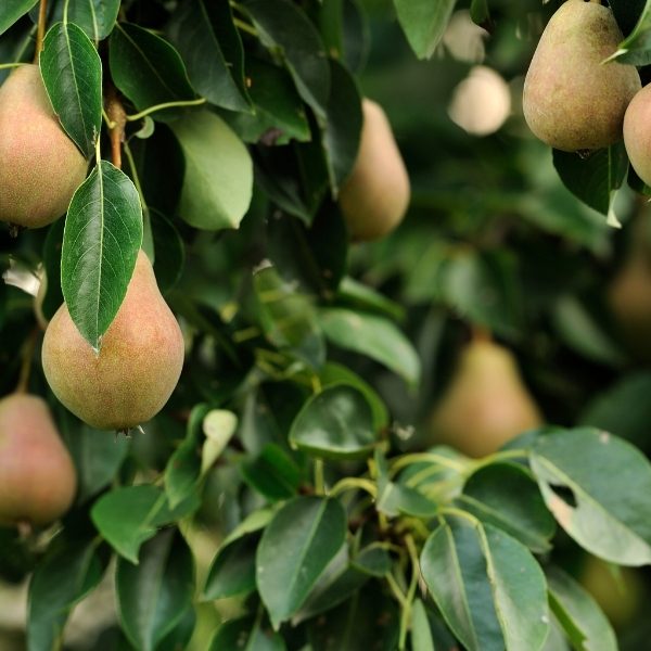 Pear Tree Care