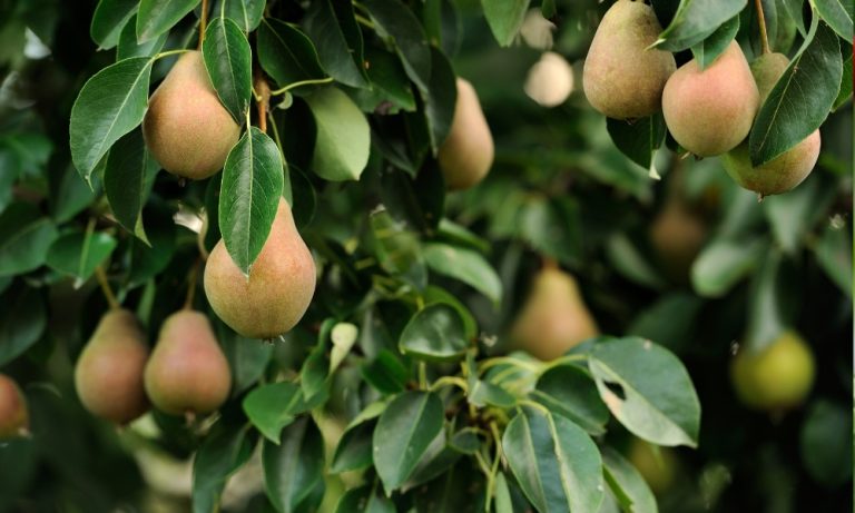 Pear Tree Care