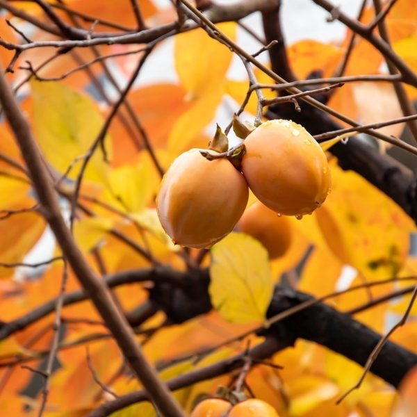 Persimmon Tree Care