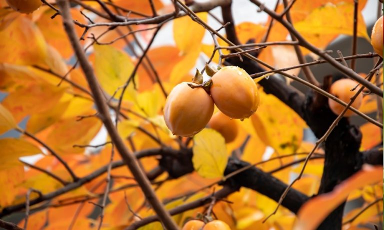 Persimmon Tree Care