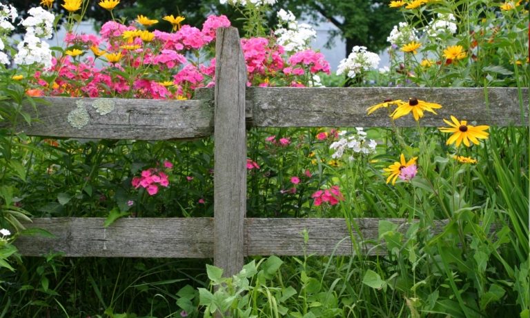 Dividing Perennials