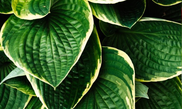 Hosta Division