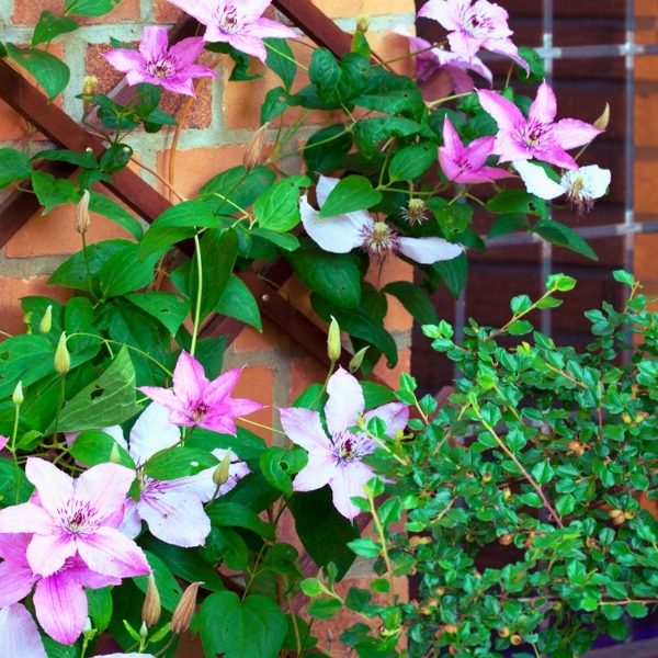 Pruning Clematis Vines