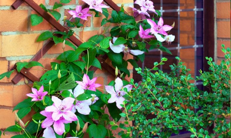 Pruning Clematis Vines