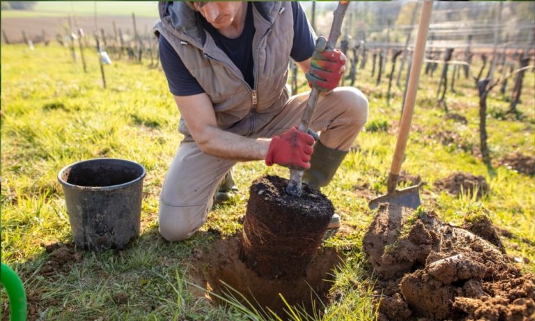 How to Plant a Tree
