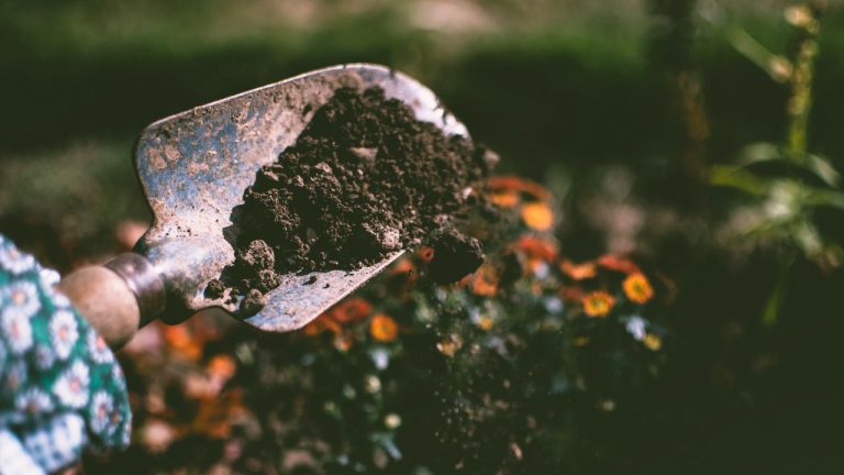 Perennial Plant Care