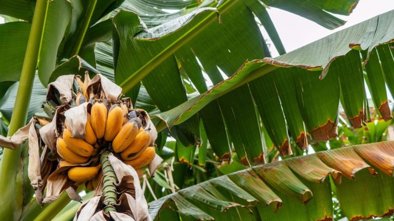 Winterizing Your Banana Tree