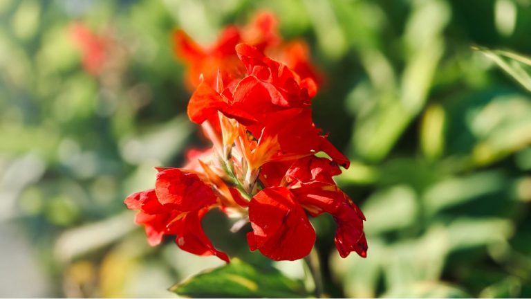 Winterizing Your Canna Plant
