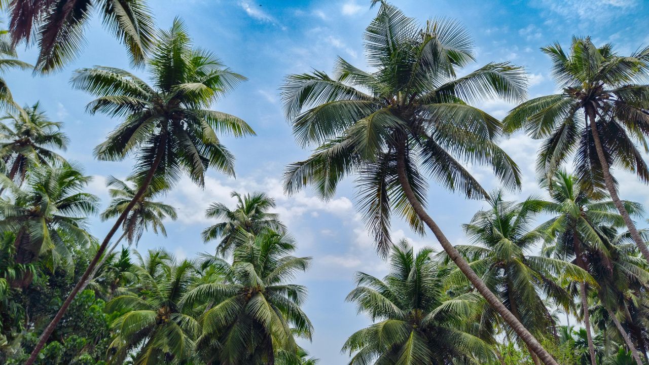 Winterizing Your Palm Tree