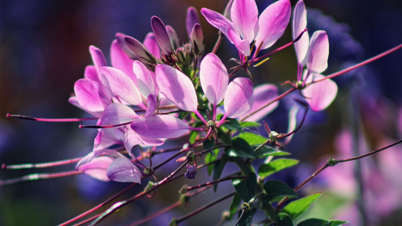 Cleome Annual Plant