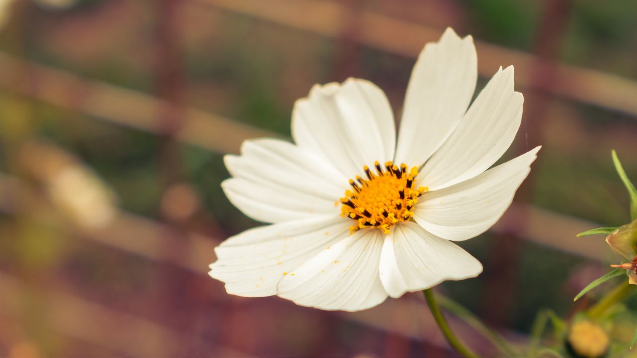 Cosmos Annual Flower