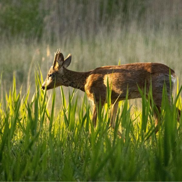 Plants Rarely Damaged by Deer