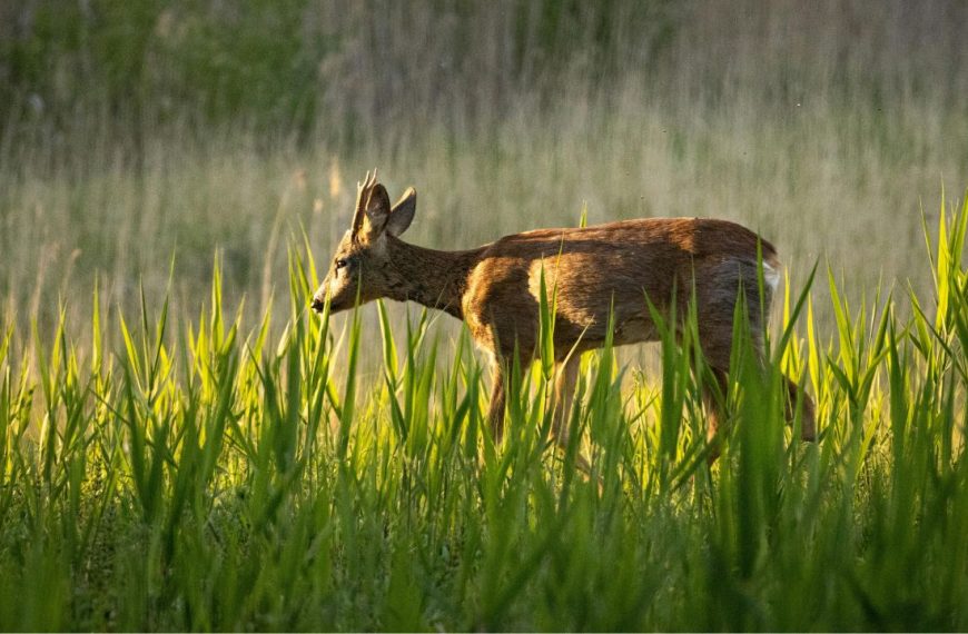 Plants Rarely Damaged by Deer