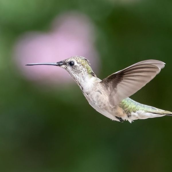 Perennials That Attract Hummingbirds