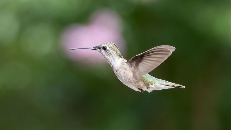 Plants That Attract Hummingbirds