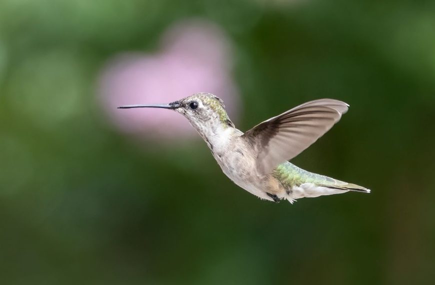 Perennials That Attract Hummingbirds