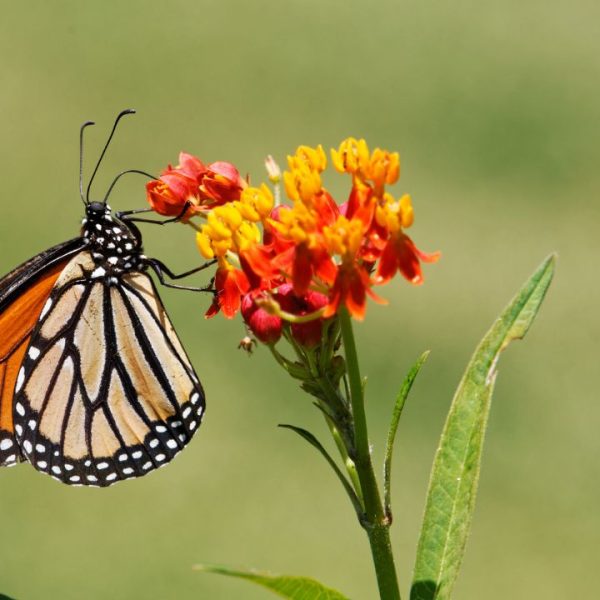 Butterfly Weed