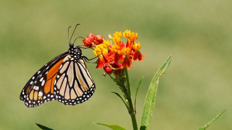 Butterfly Weed