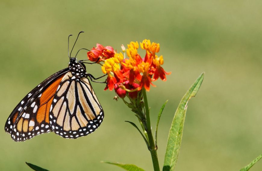 Butterfly Weed