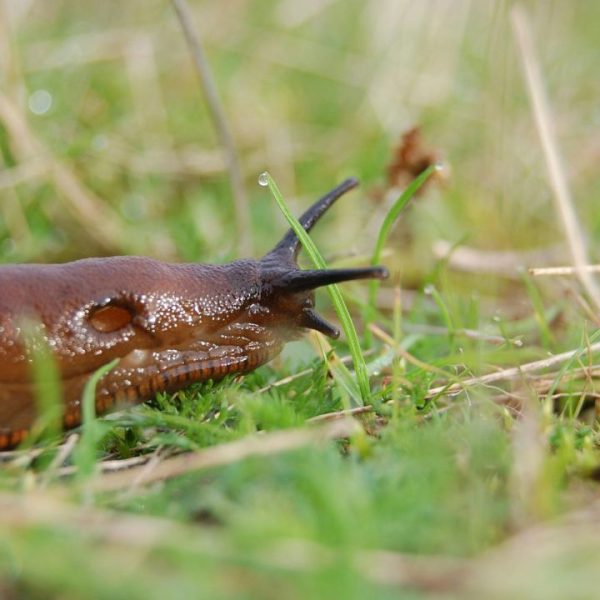 Plants Rarely Damaged by Slugs
