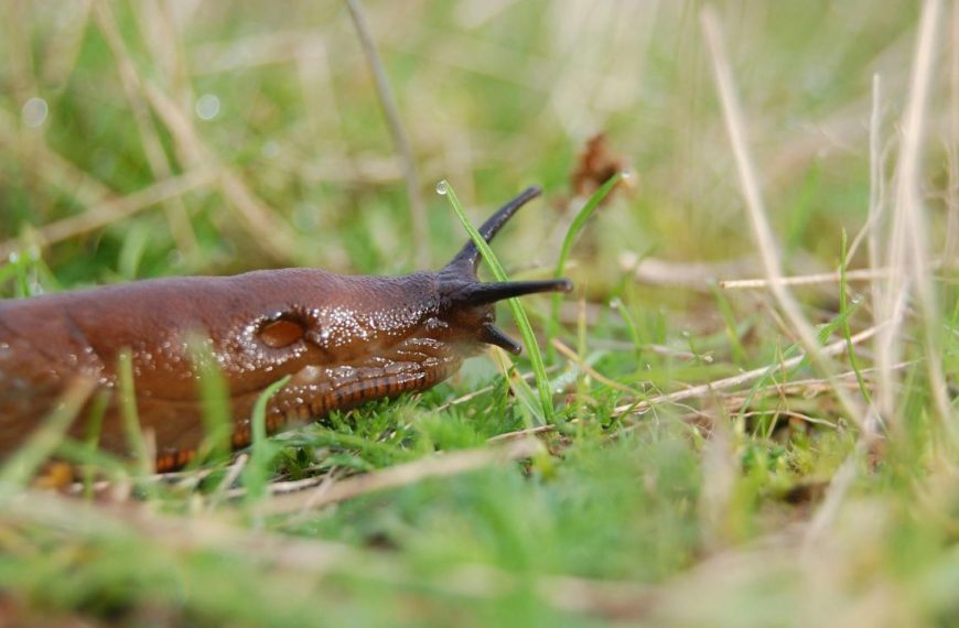 Plants Rarely Damaged by Slugs