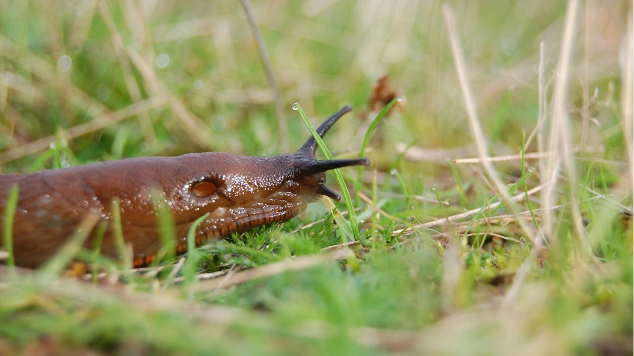 Plants Rarely Damaged by Slugs